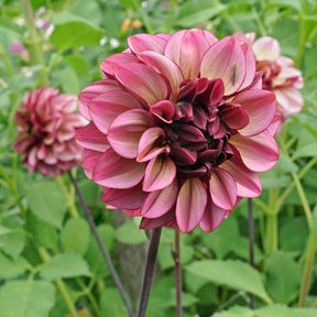Dahlia Seniors Hope