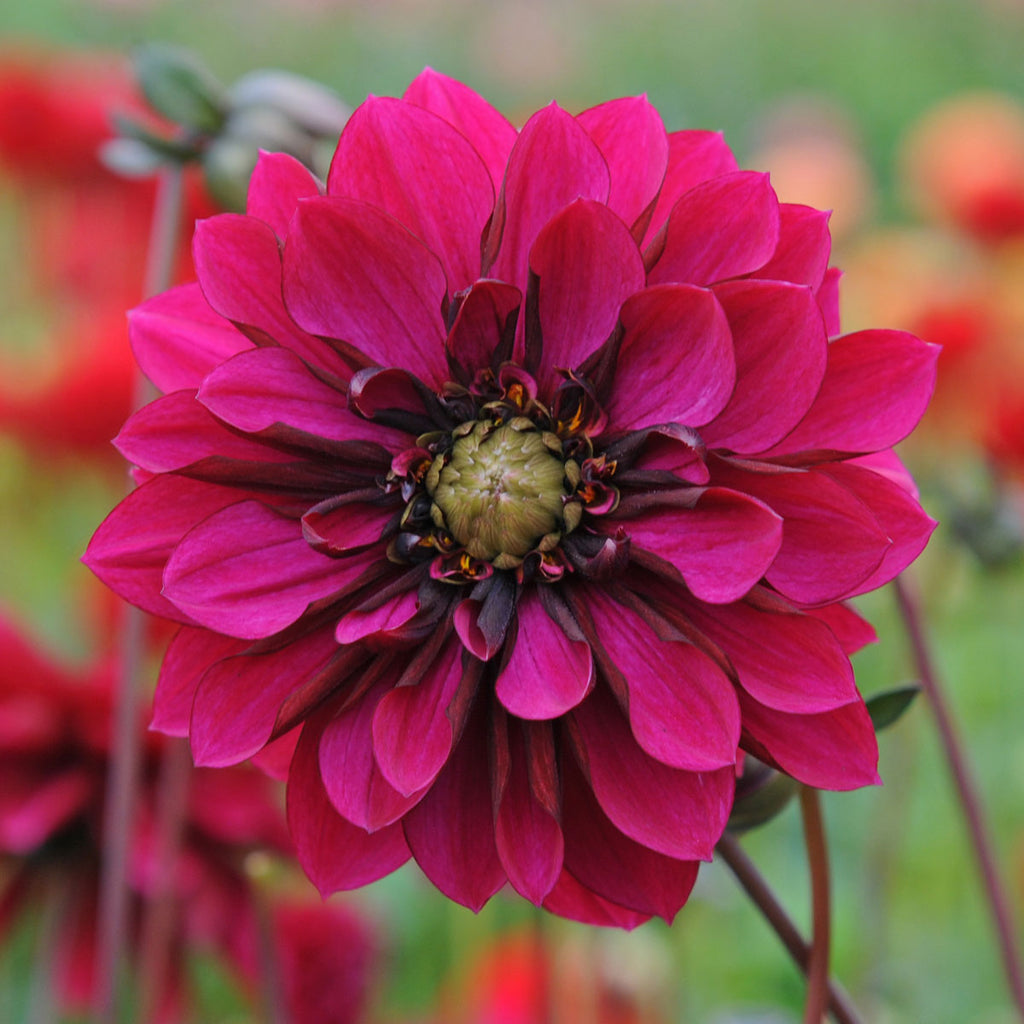 Dahlia Purple Haze