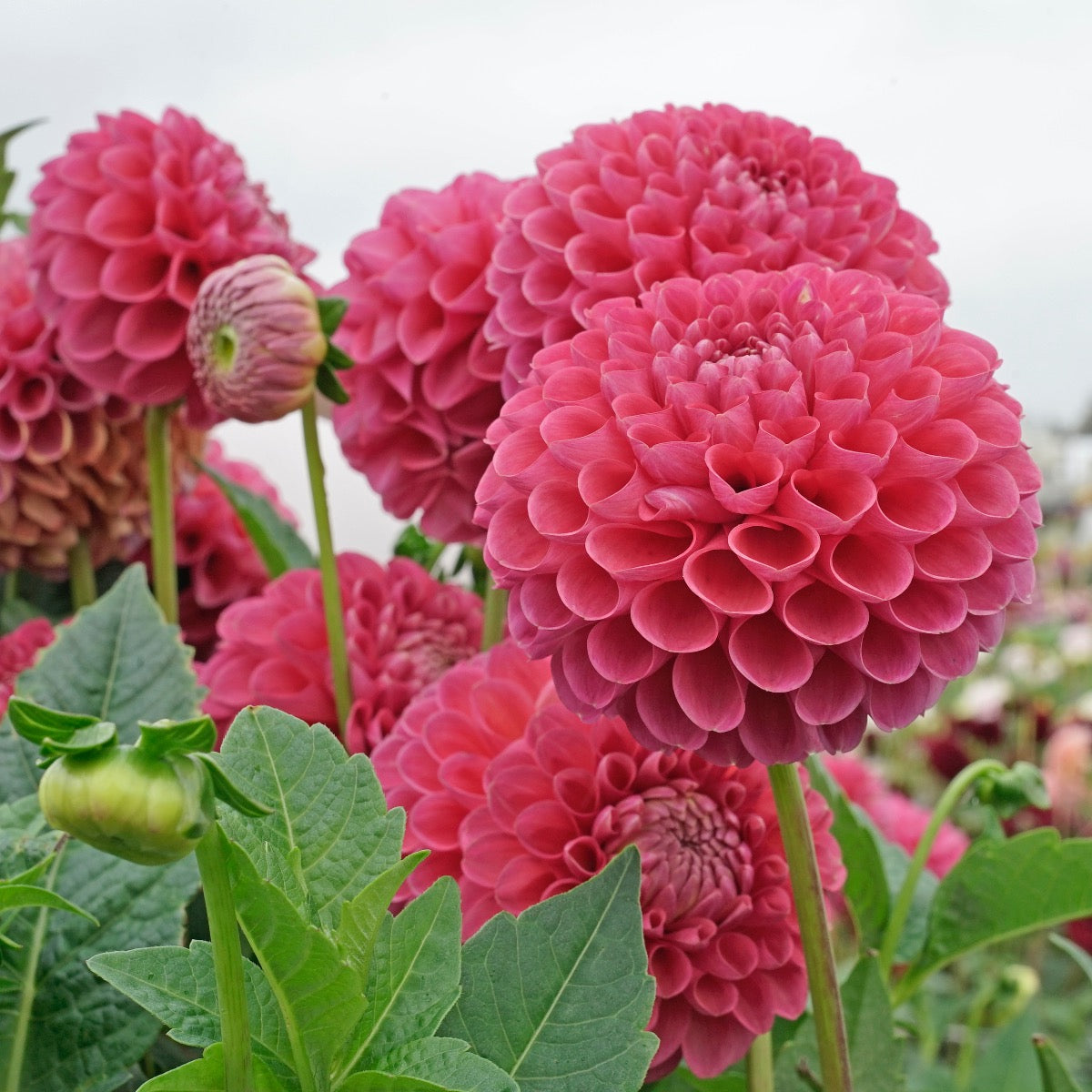 Dahlia Jowey Frambo