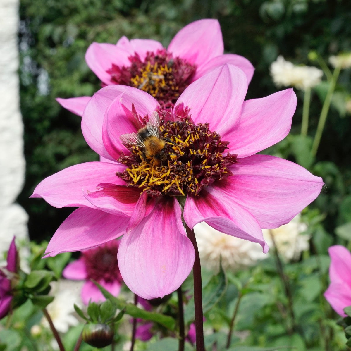 Dahlia Blue Bayou