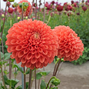 Dahlia Jowey Linda