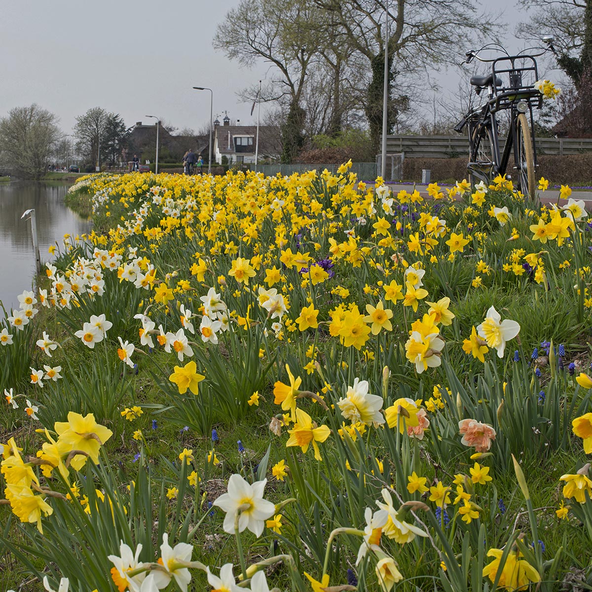Fluwel Narcissus Mixture