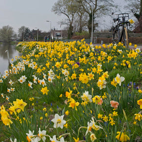 Fluwel Narcissus Mixture