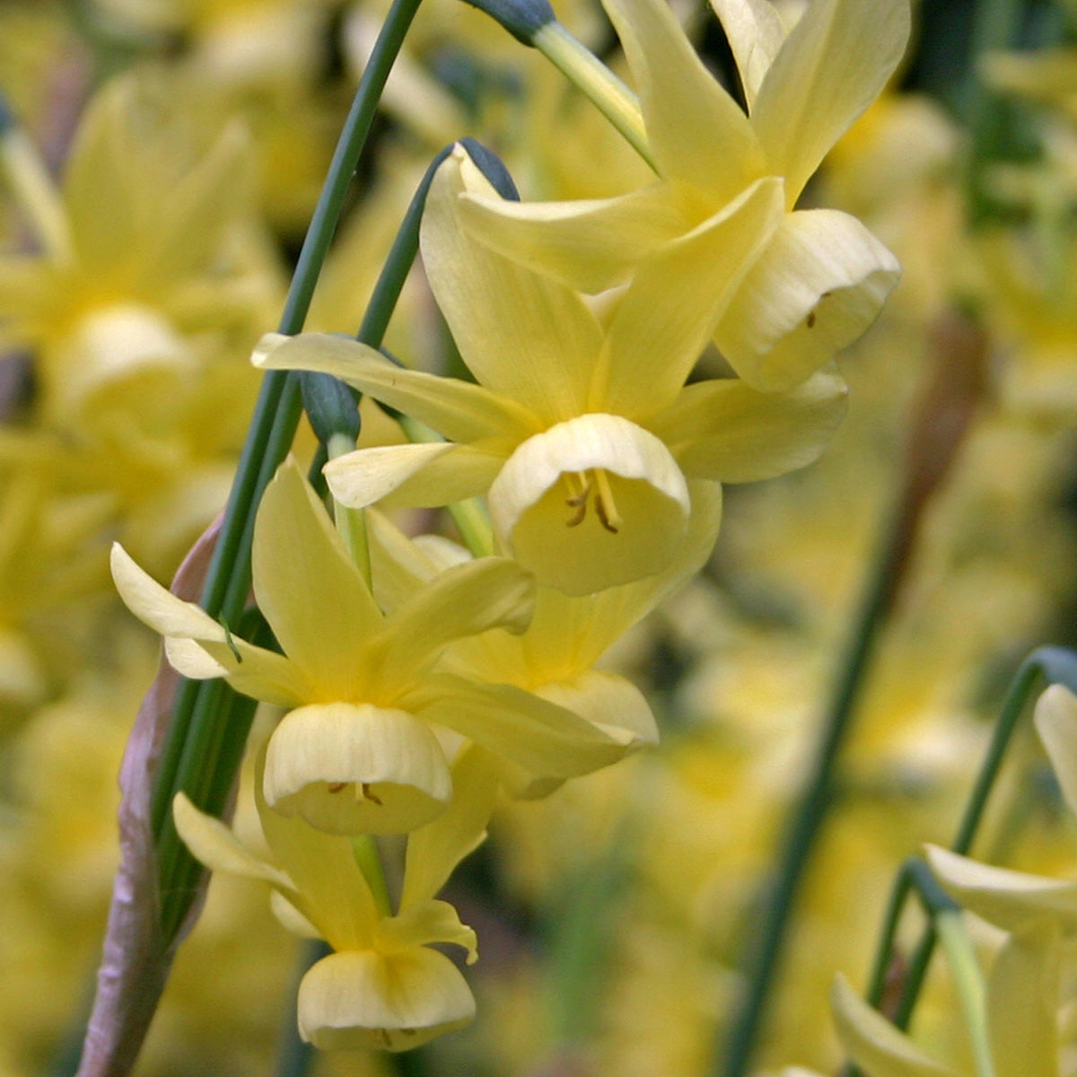 Narcissus Hawera