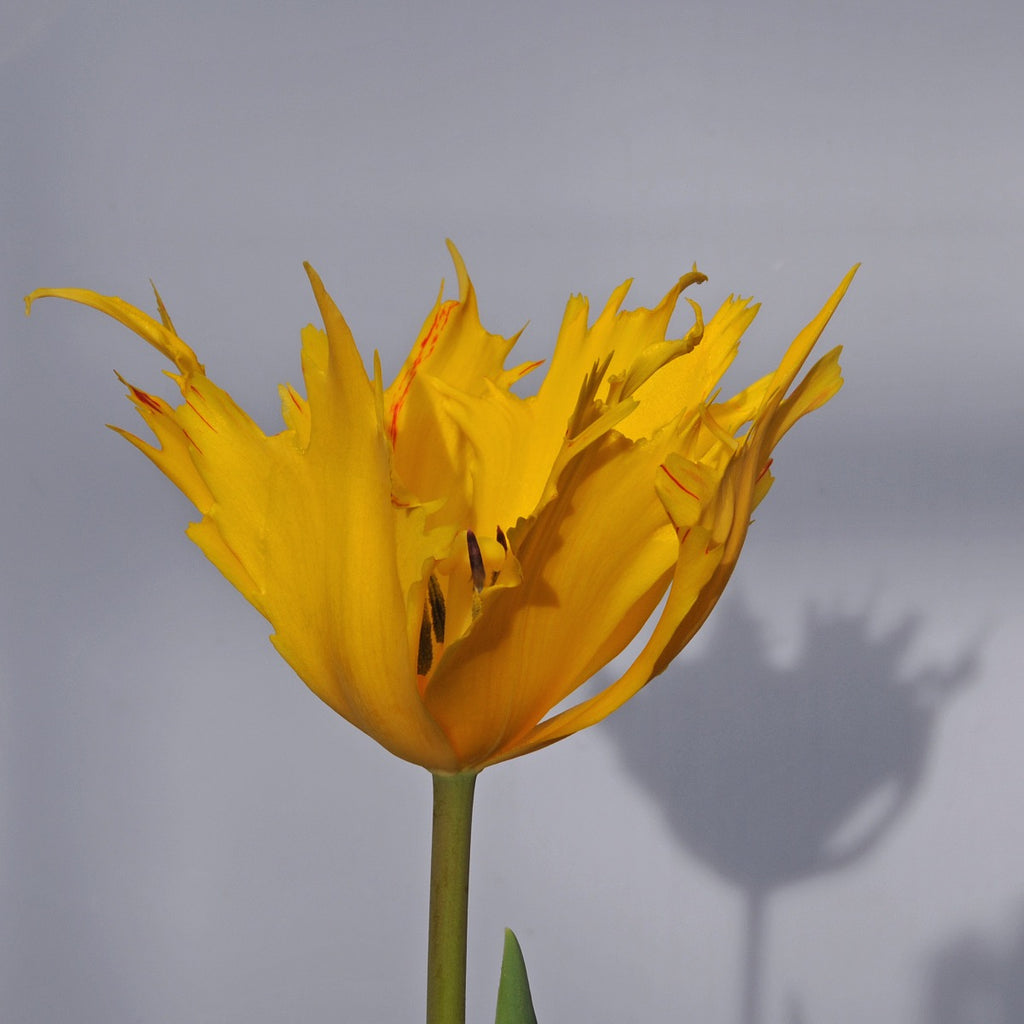 Golden Leo