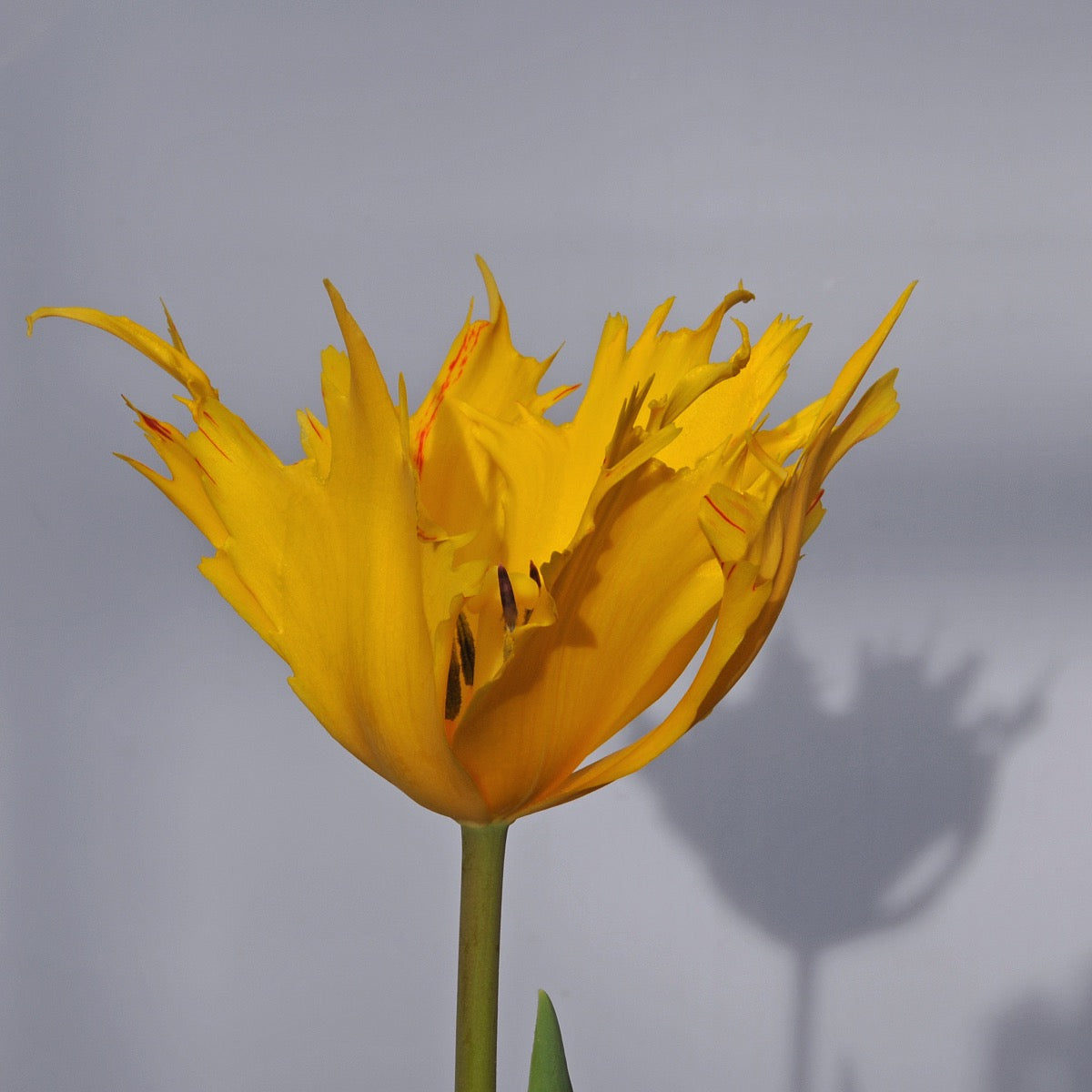 Golden Leo