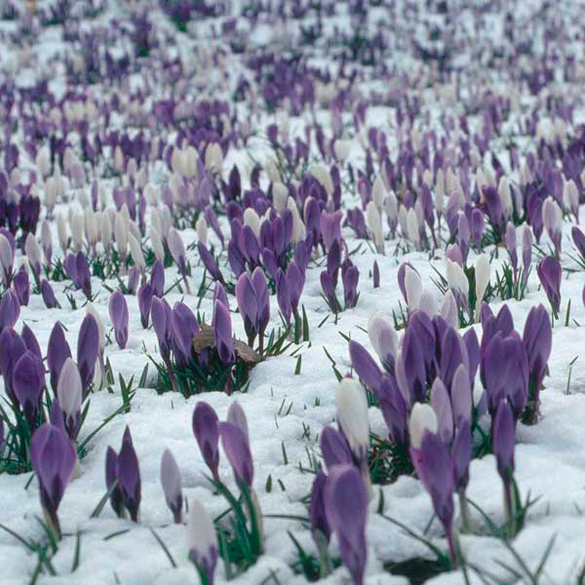 Hocus Crocus™