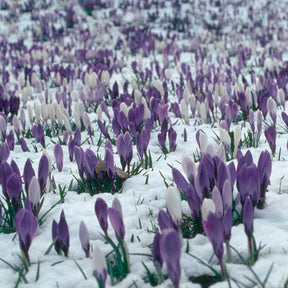 Hocus Crocus™