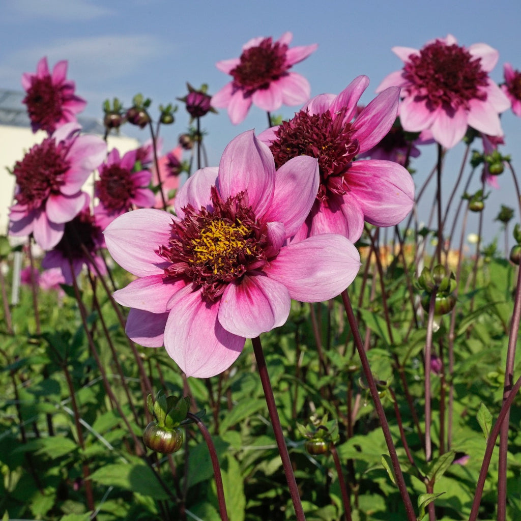 Dahlia Blue Bayou