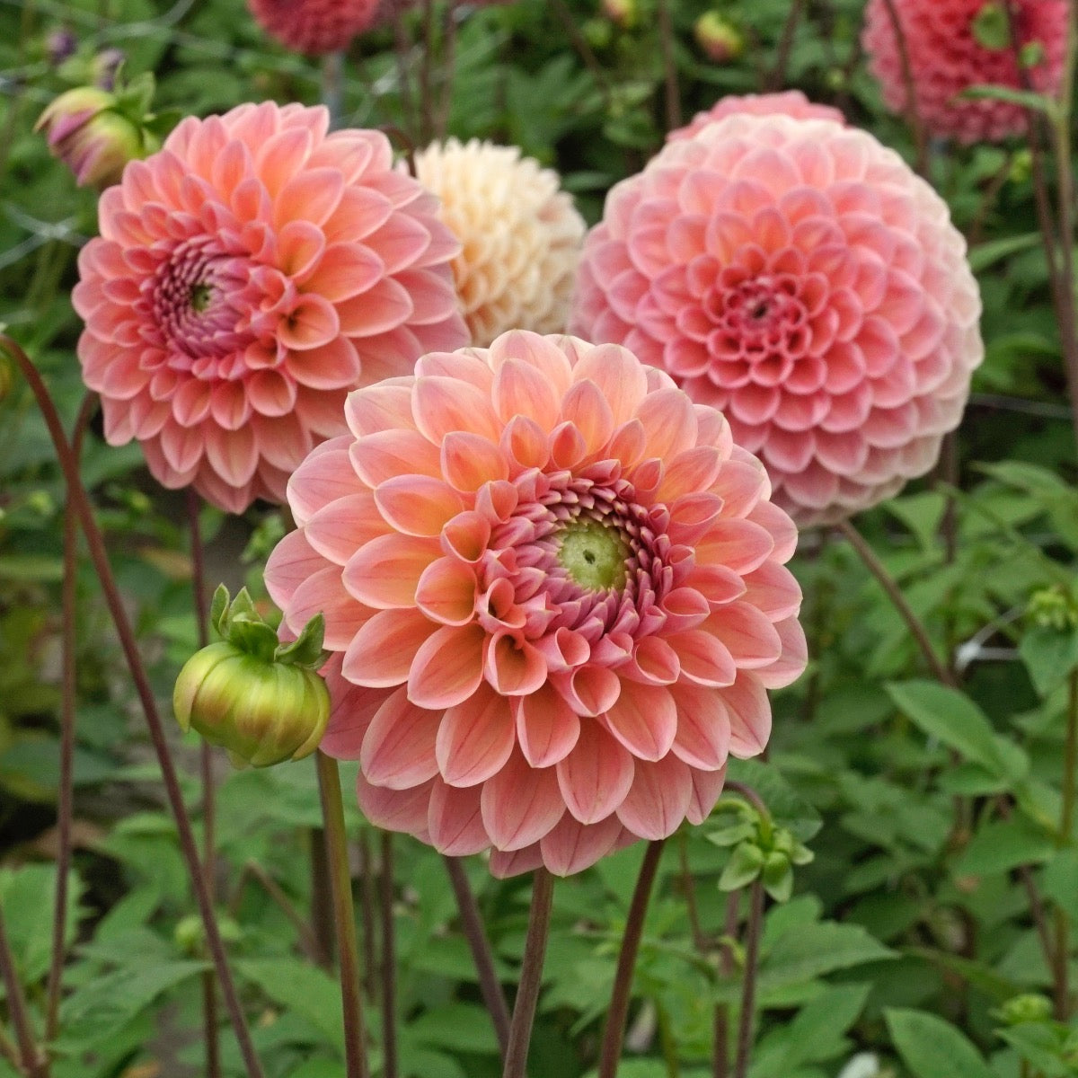 Dahlia Linda's Baby