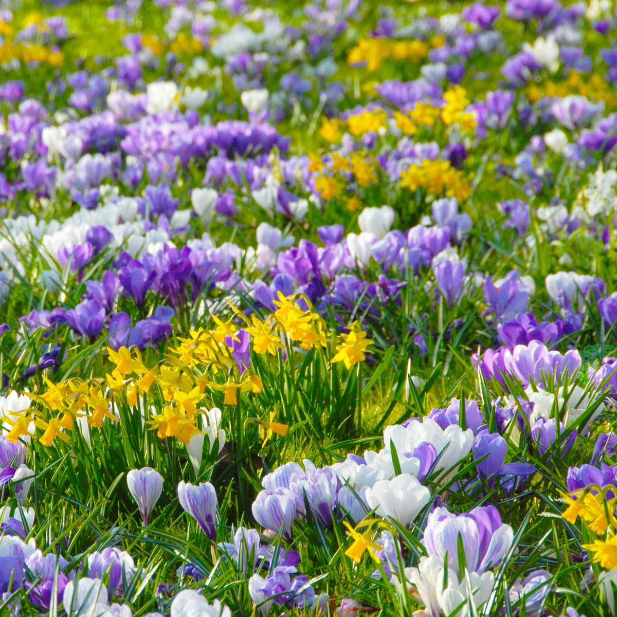 Hocus Crocus™