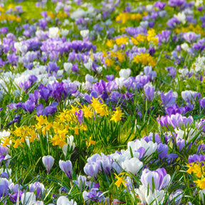 Hocus Crocus™