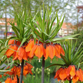 Fritillaria imperialis Rubra Maxima