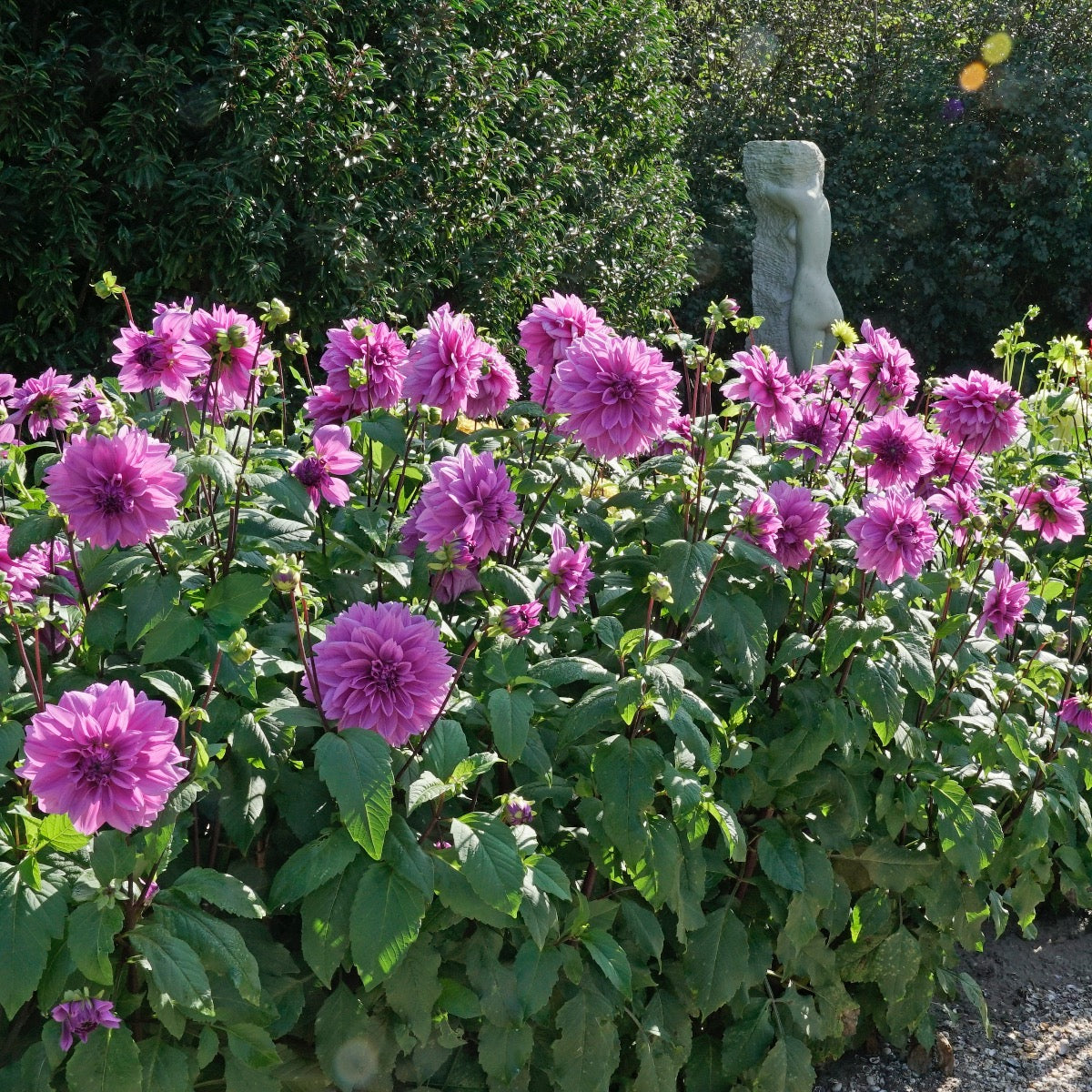Dahlia Lilac Time