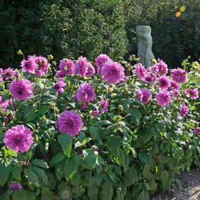 Dahlia Lilac Time