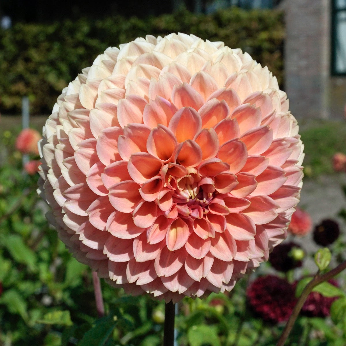 Dahlia Linda's Baby