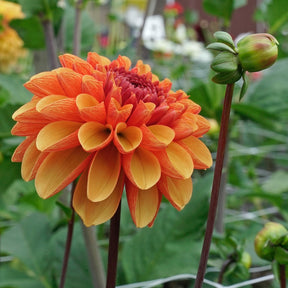 Dahlia American Sunset