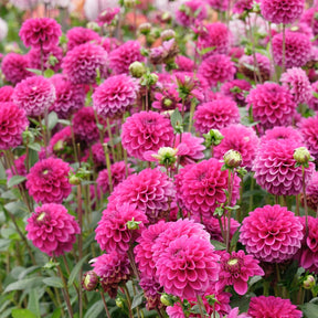 Dahlia Purple Fox