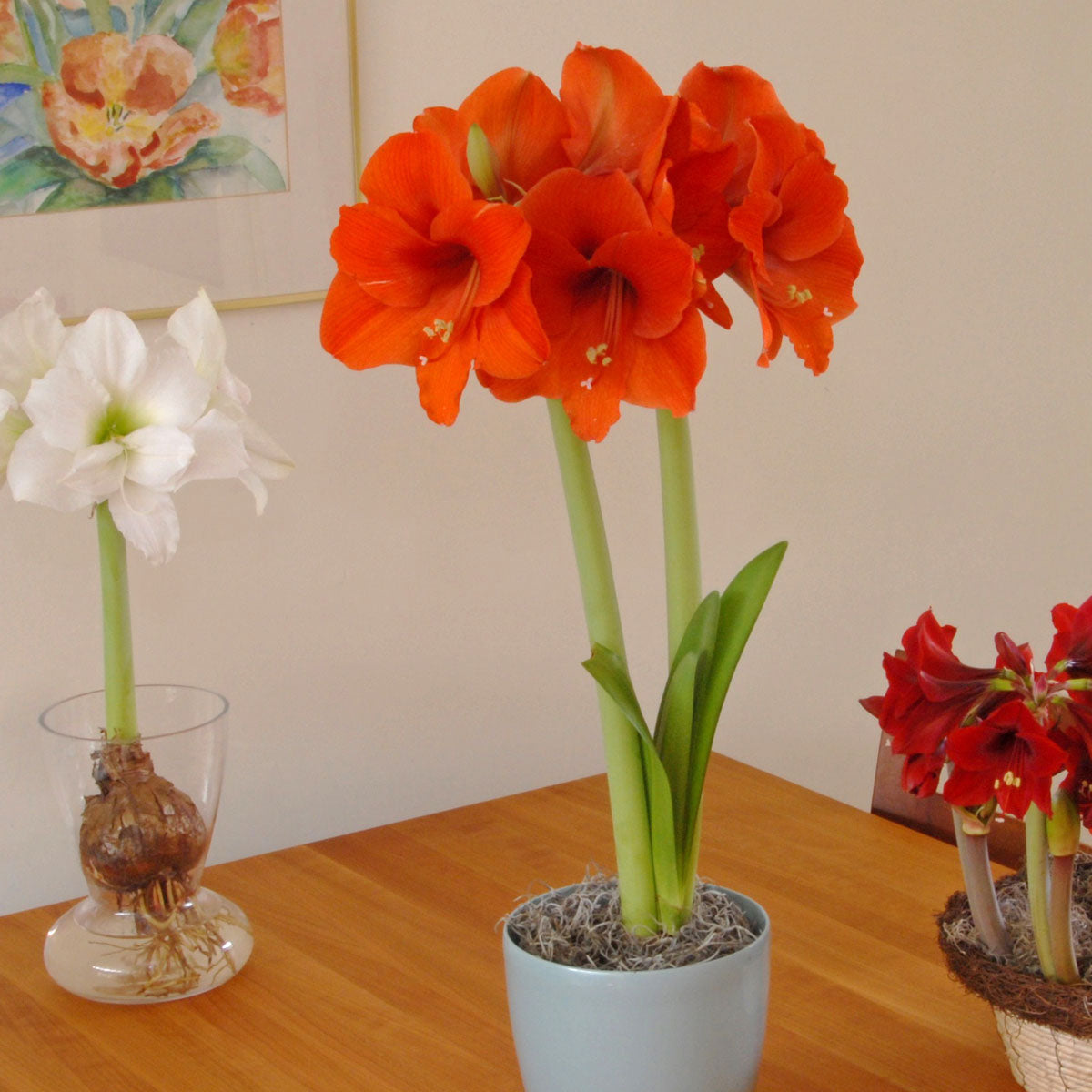 Amaryllis Naranja