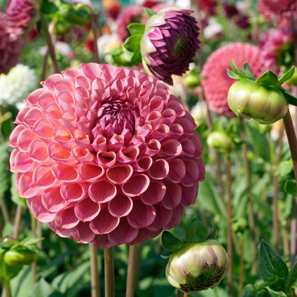 Dahlia Caitlin's Joy