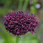 Allium atropurpureum