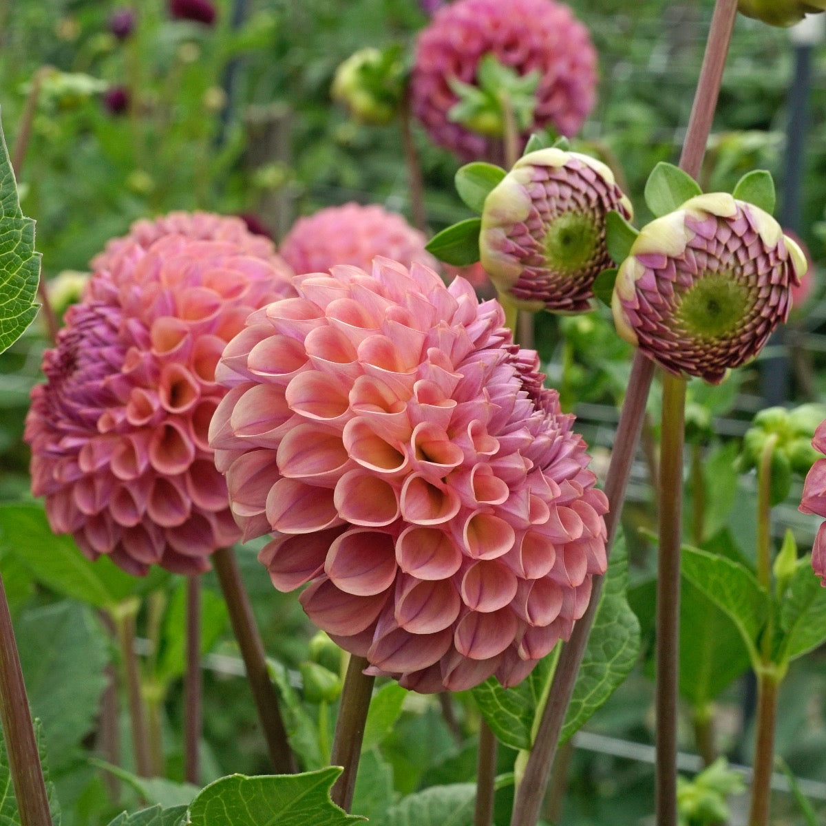Dahlia Caitlin's Joy