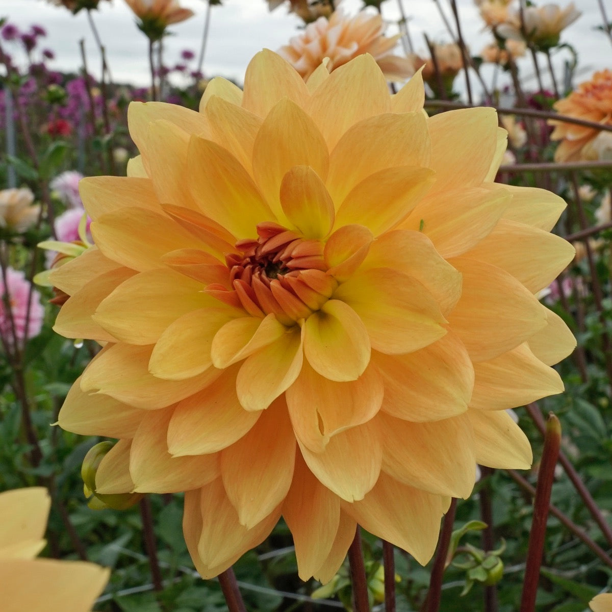Dahlia Karma Gold
