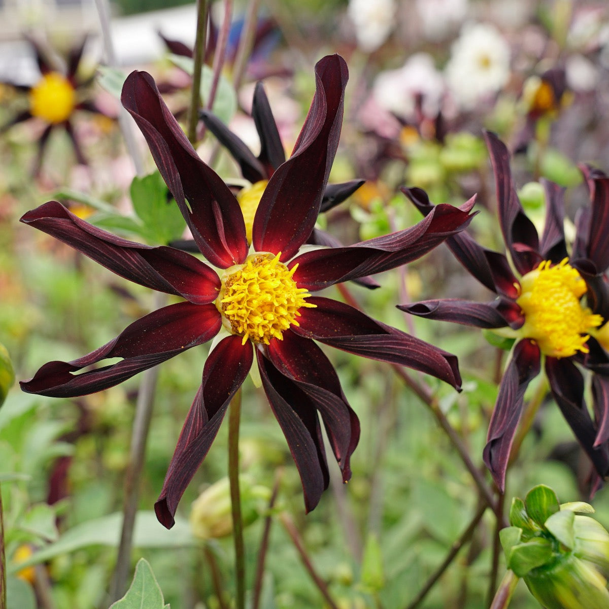 Dahlia Verrone's Obsidian