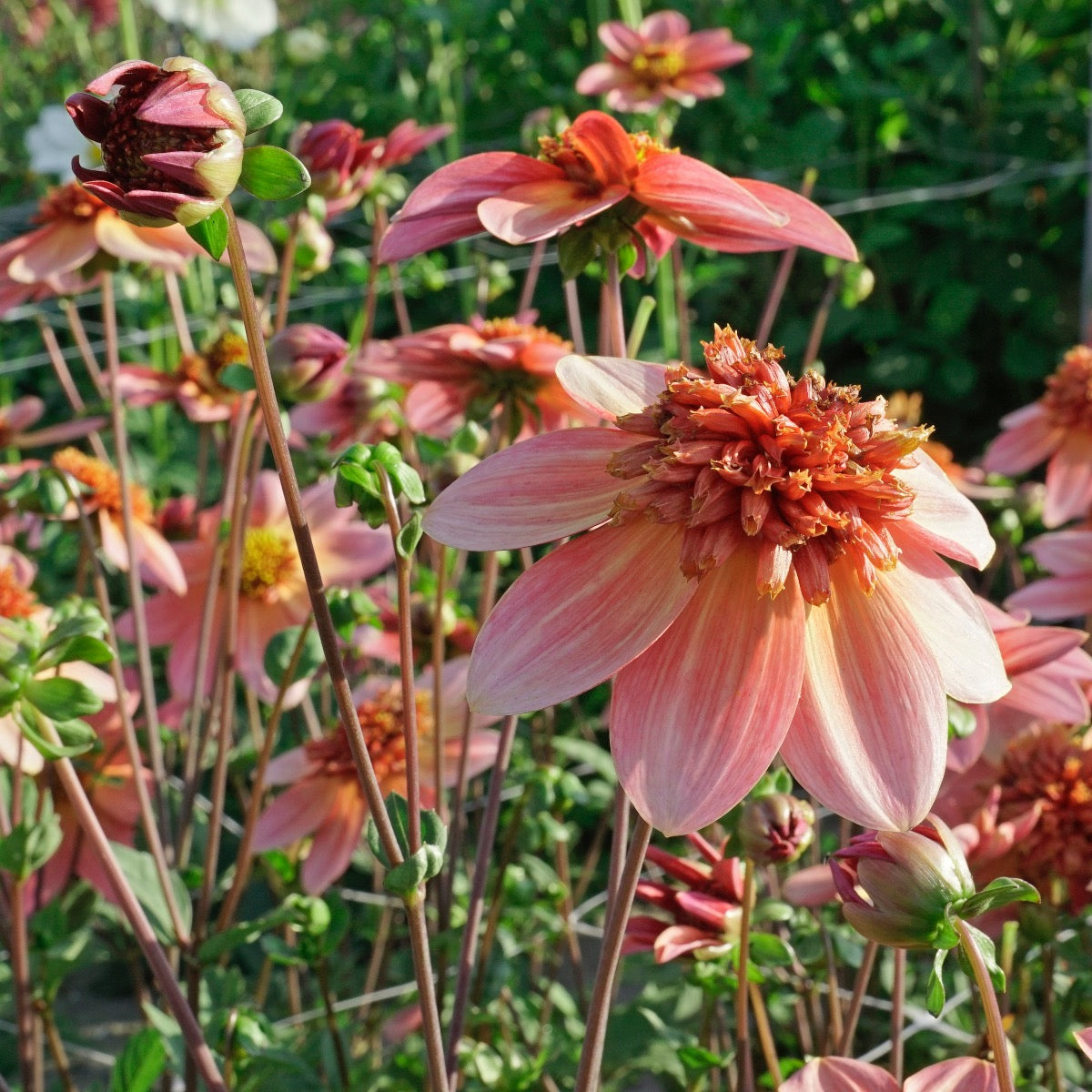 Dahlia Totally Tangerine