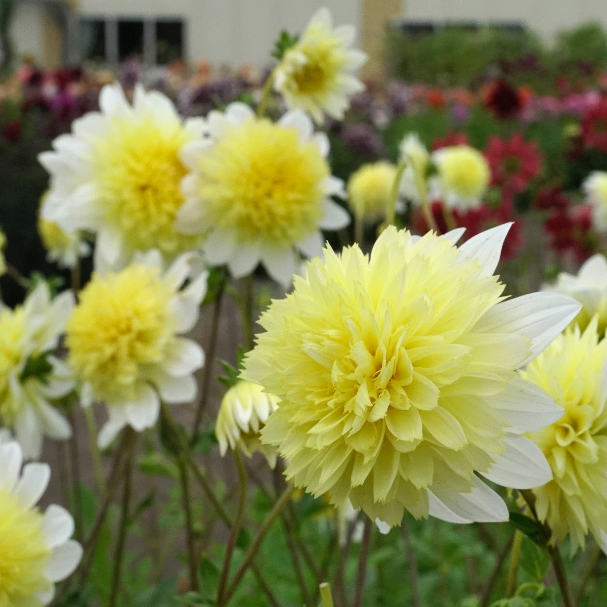 Dahlia Paso Doble