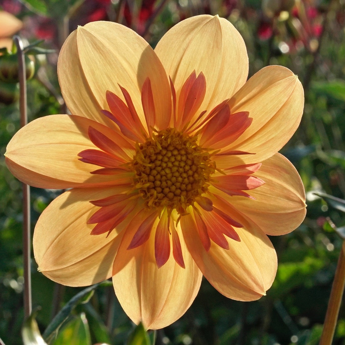 Dahlia Kelsey Annie Joy