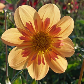 Dahlia Kelsey Annie Joy