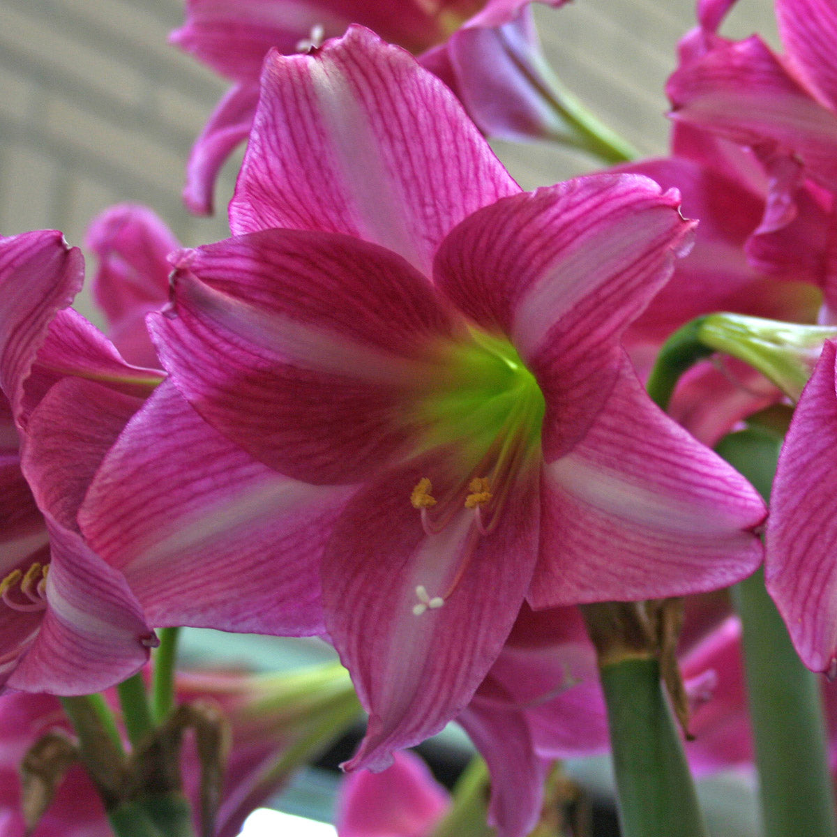 Amaryllis Estella
