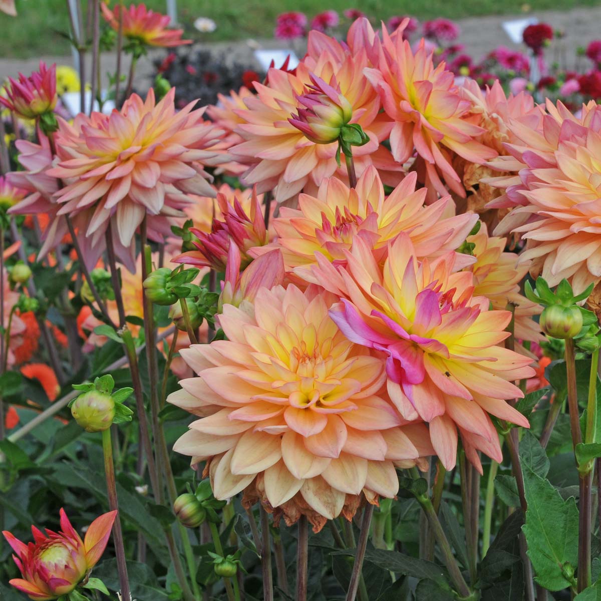 Dahlia Melody Dora