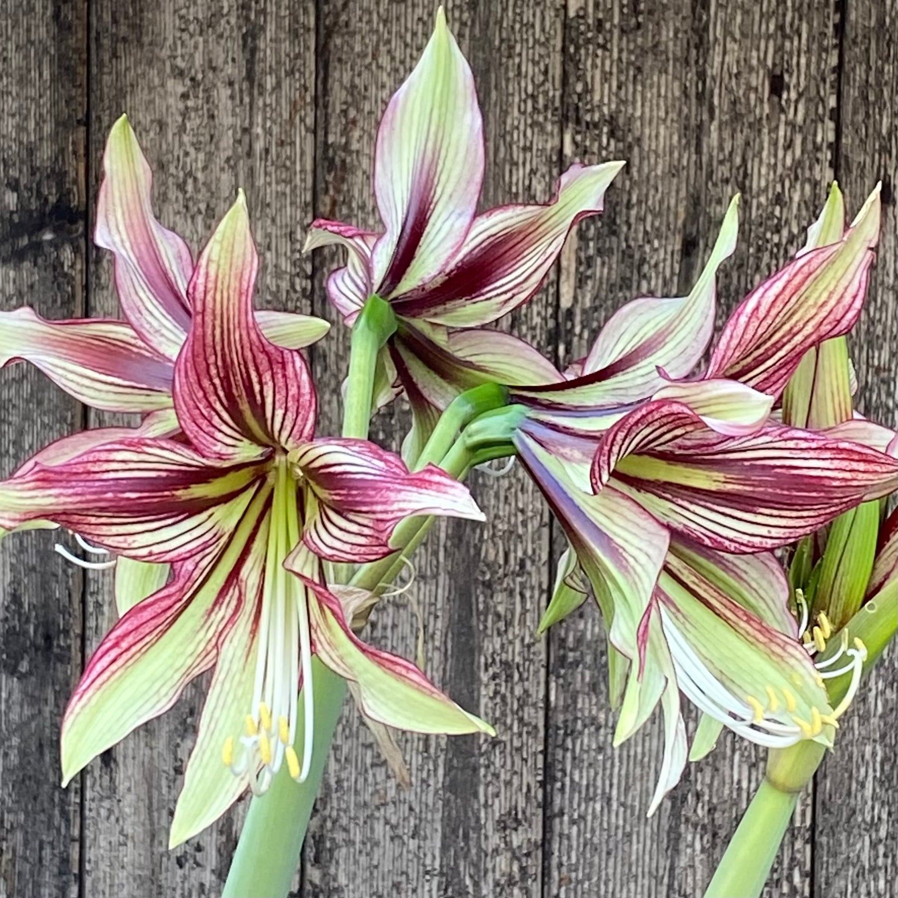 Amaryllis Mystica