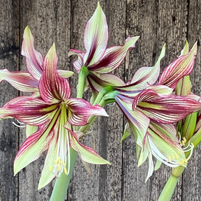 Amaryllis Mystica