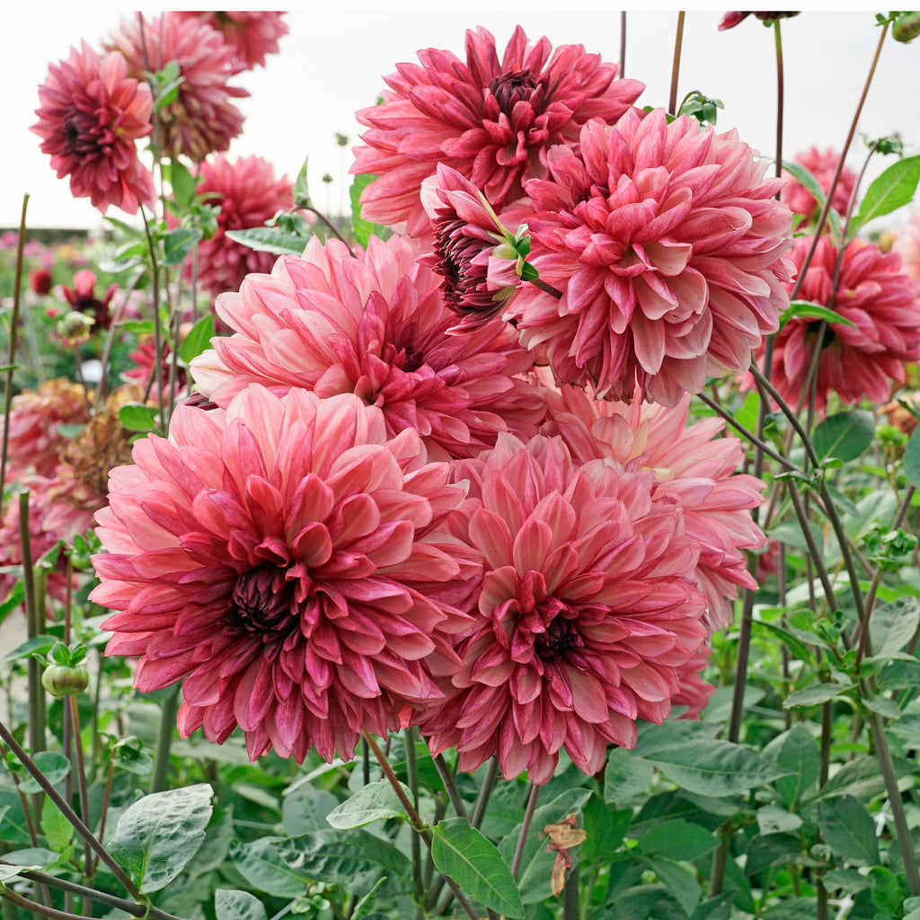 Dahlia Bacardi
