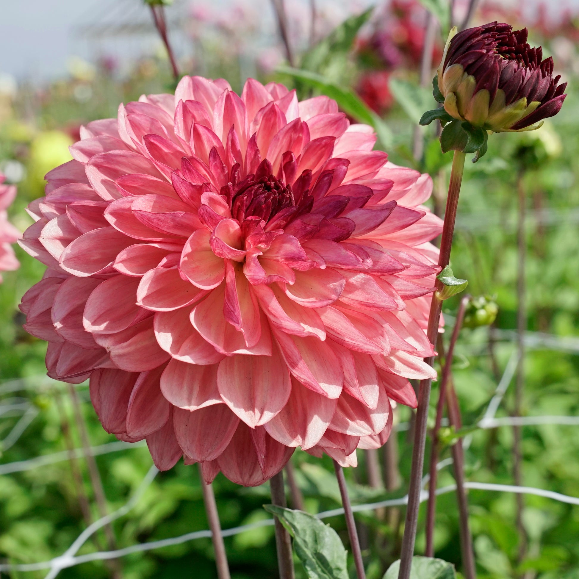 Dahlia Bacardi