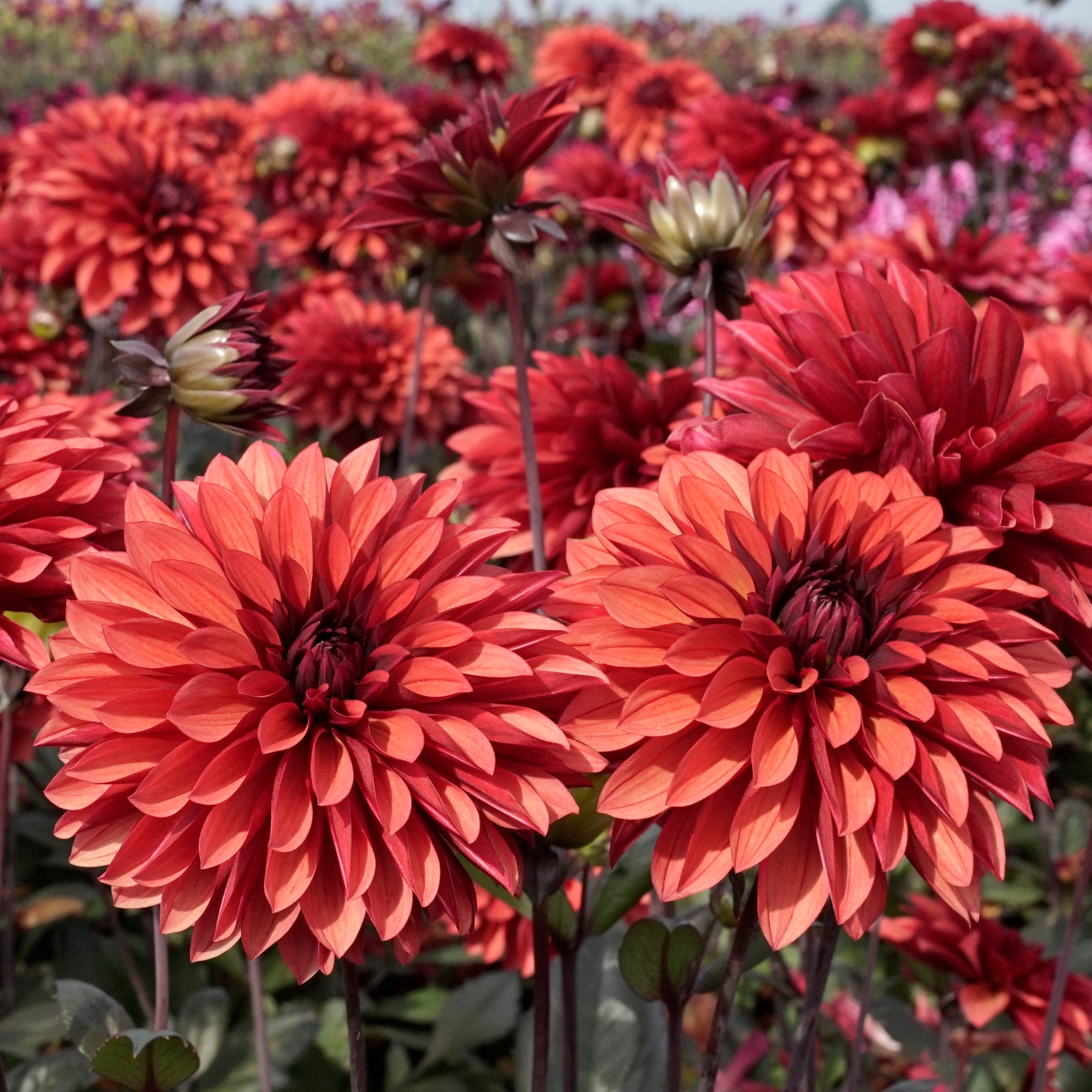 Dahlia Danique