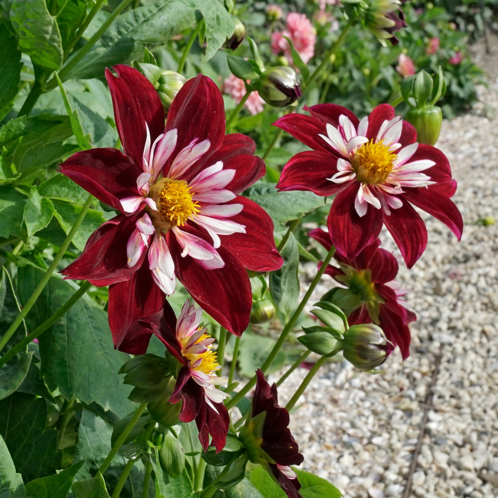 Dahlia Night Butterfly