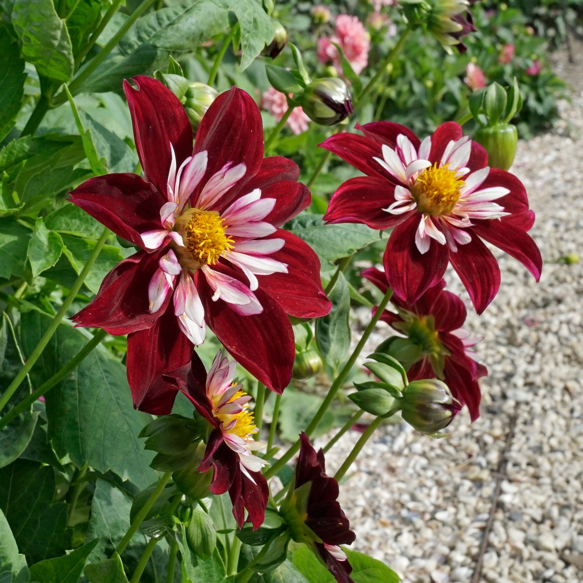 Dahlia Night Butterfly