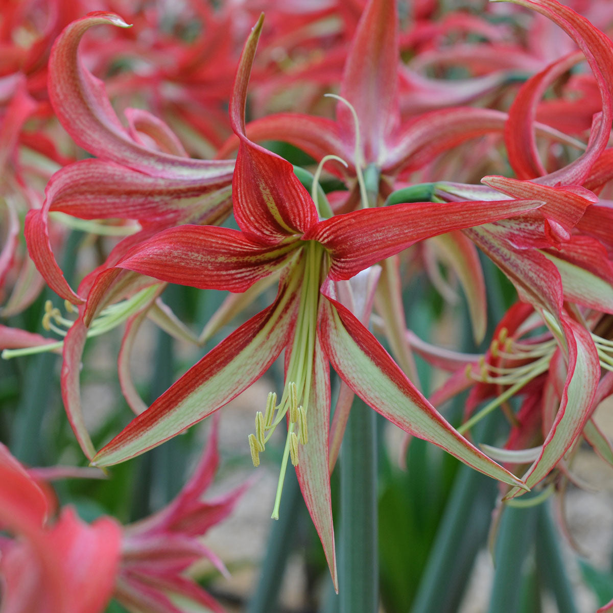 Amaryllis La Paz