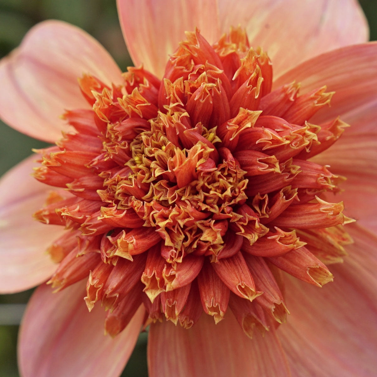 Dahlia Totally Tangerine