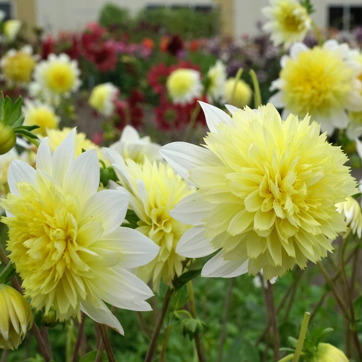 Dahlia Paso Doble