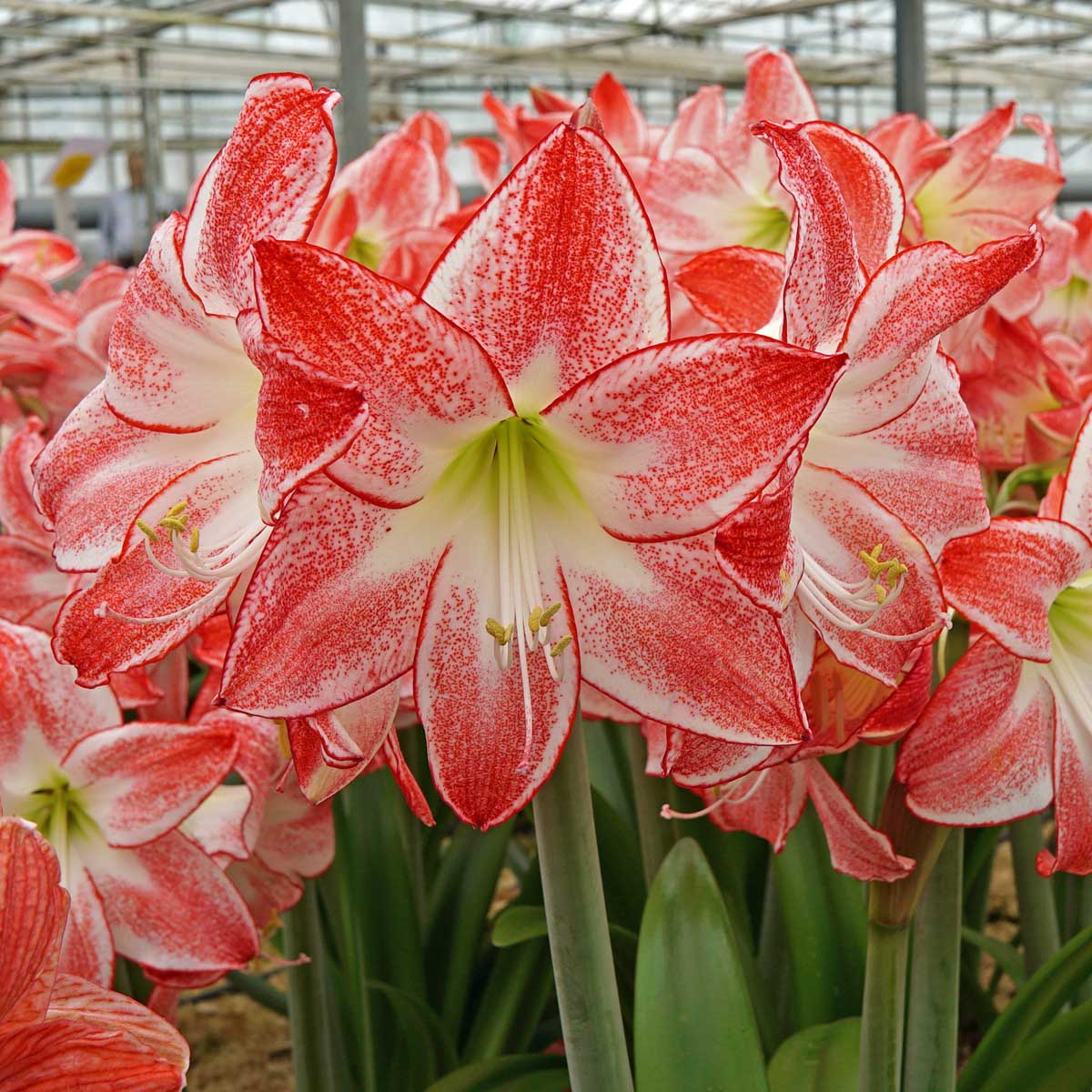 Amaryllis Spotlight