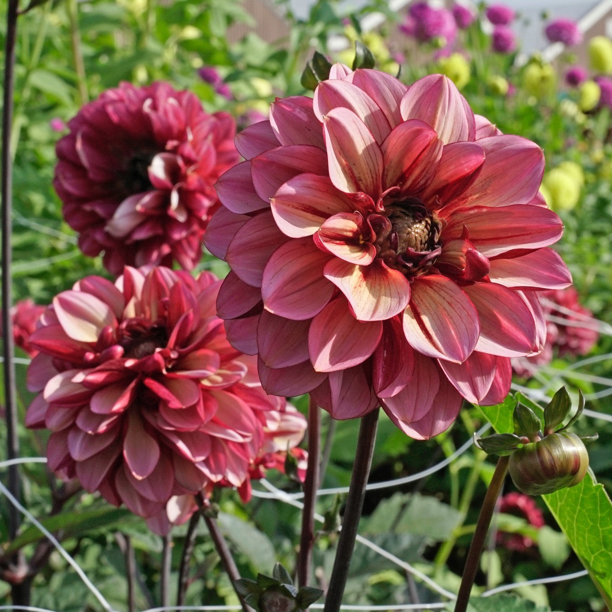 Dahlia Seniors Hope