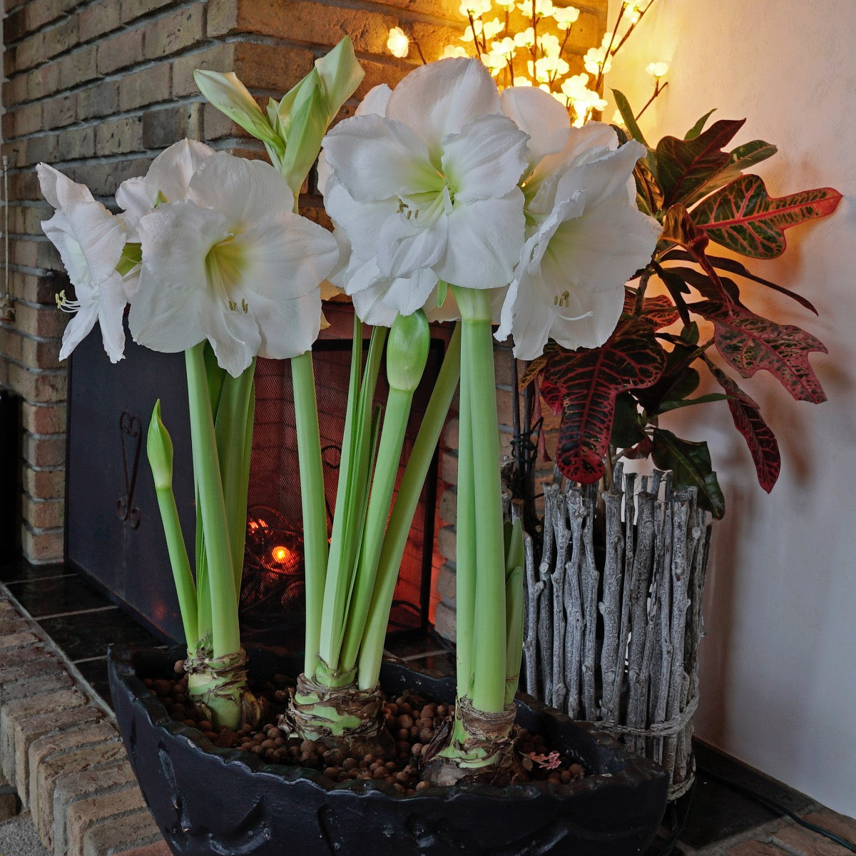 Amaryllis Moscow