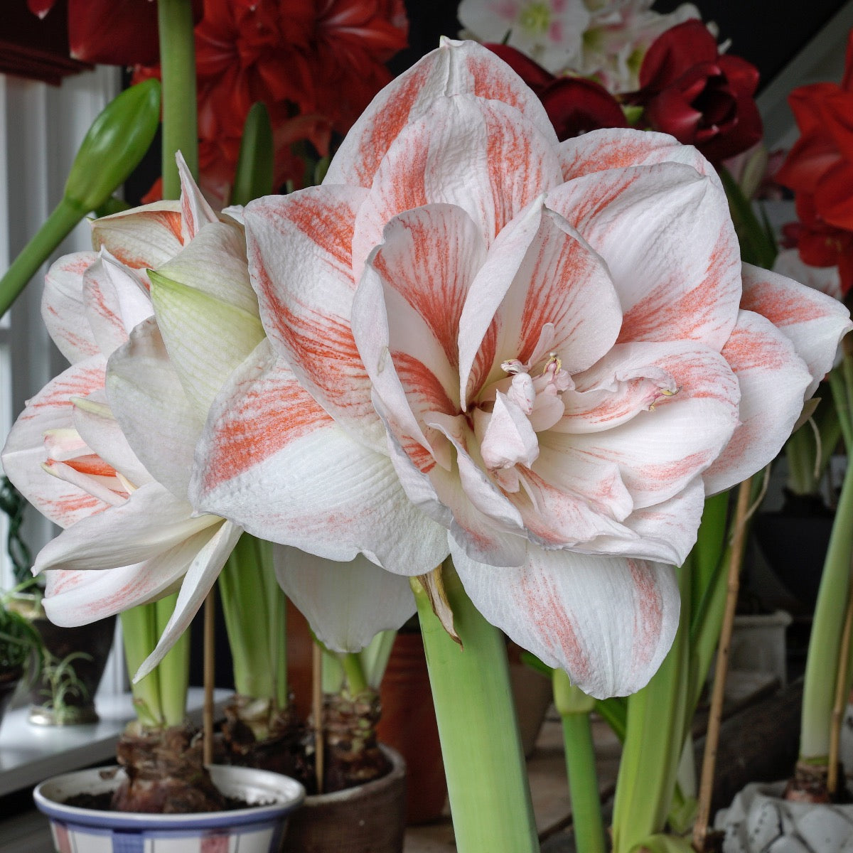 Amaryllis Nymph