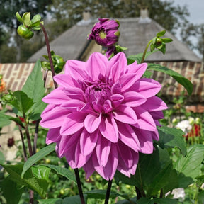 Dahlia Lilac Time