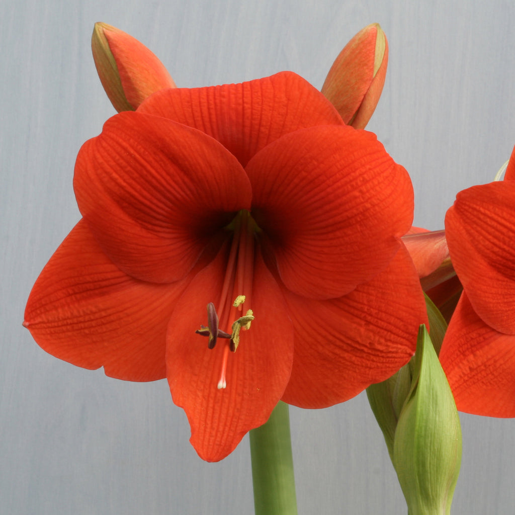 Amaryllis Naranja
